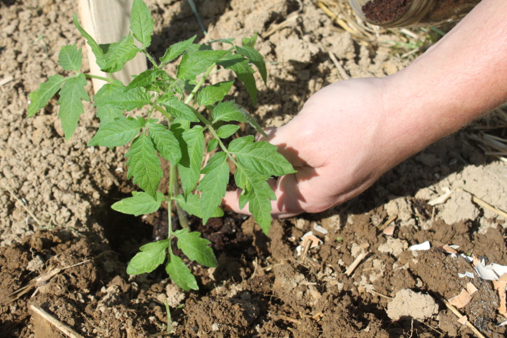 backyard gardening