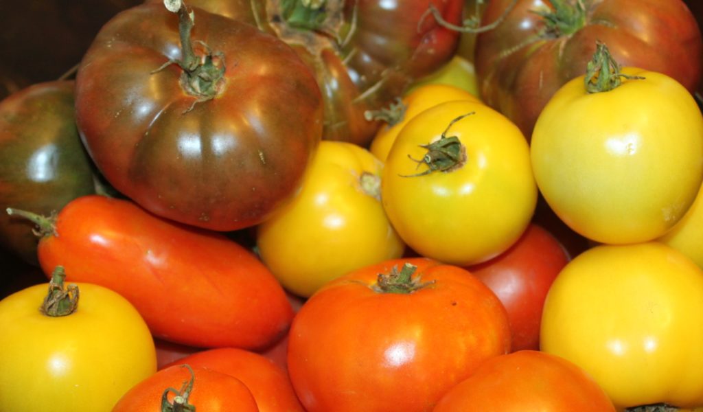 The beauty of heirloom tomatoes